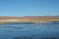 Bilder Chile Und Brasilien 138 (Kopie)